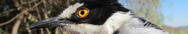 Close-up photo of the White-tailed Shrike