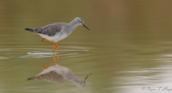 'Lesser Yellowlegs