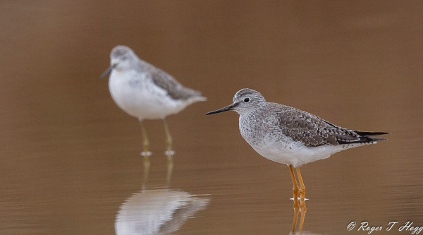 'Lesser Yellowlegs
