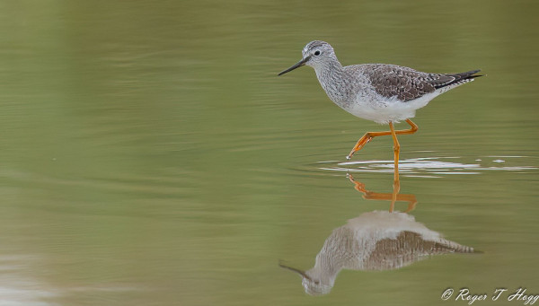 'Lesser Yellowlegs