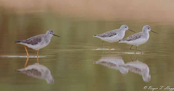 'Lesser Yellowlegs
